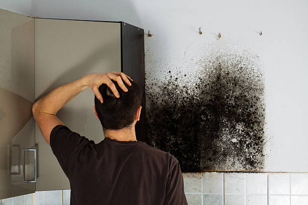 Best White Mold Remediation in Lton, IN
